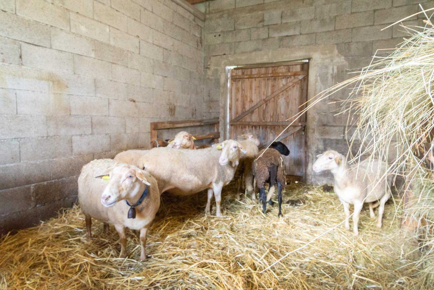 Gite Gite De La Grangette 5/6 Personnes Grandrieu Exterior foto